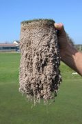 EKOSeed Turf